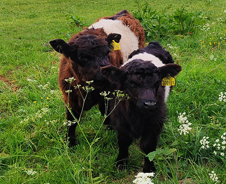 thumbnail-paddge1sdesss2-d3jhh00x243